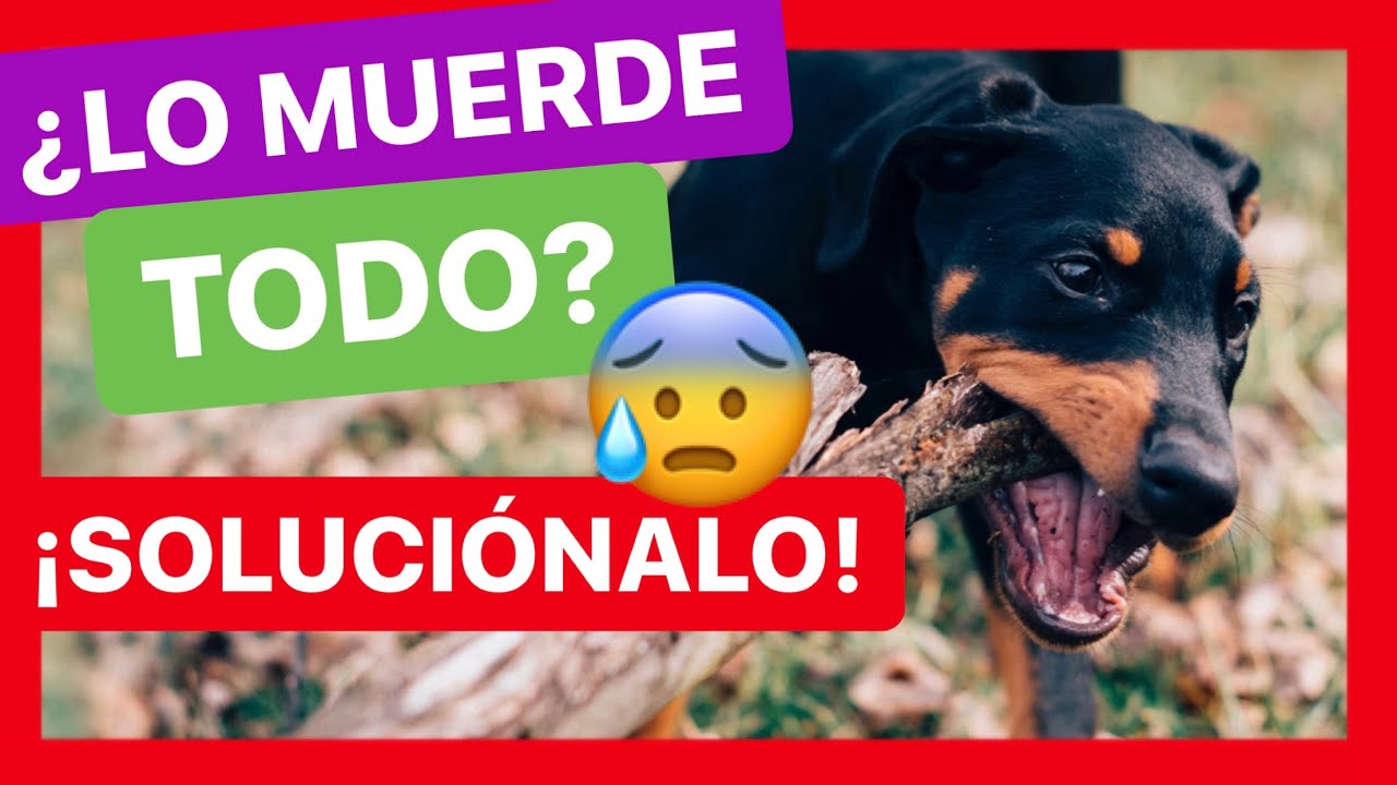 5 TRUCOS para ENSEÑARLE A NO MORDER 😱 [100% EFECTIVO ✅] ► MI PERRO ME MUERDE 🆘