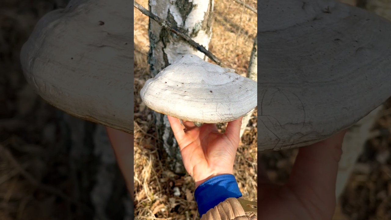 Спас дерево 🌳 Трутовик настоящий.🍄 Fomes fomentarius. Boletus fomentarius. Mushrooms 🌲