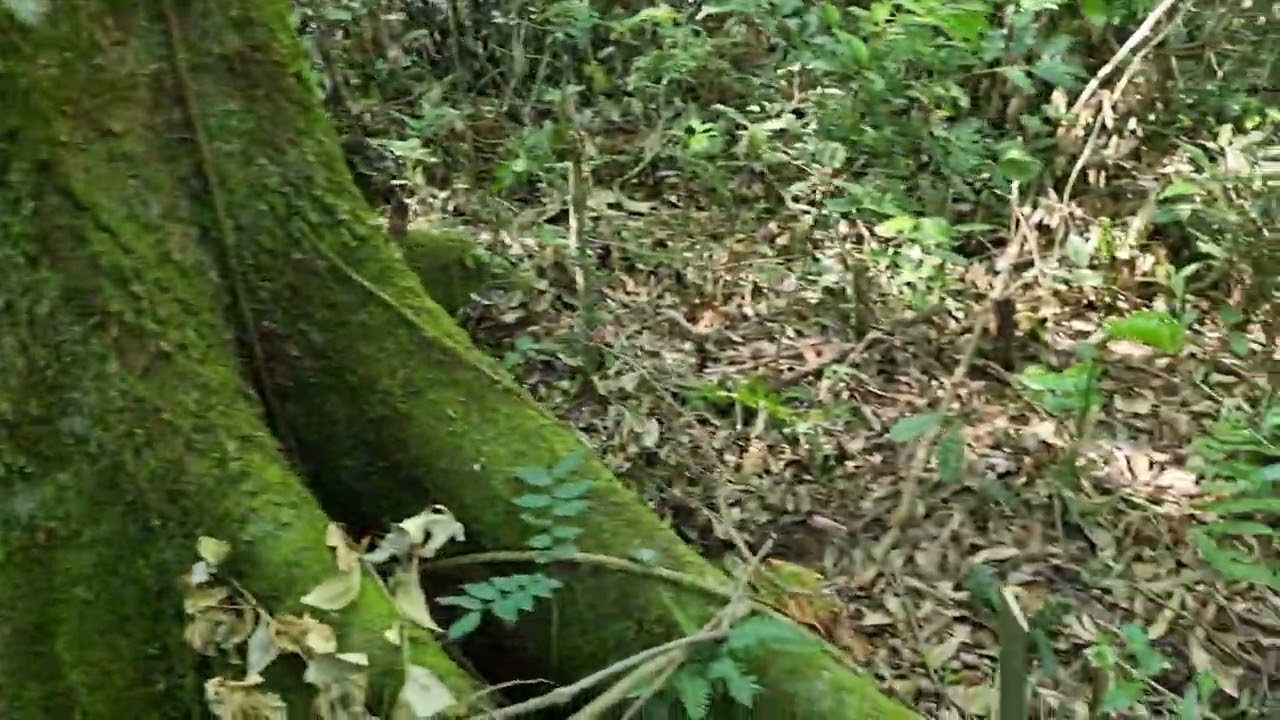 Natureza preservada. 