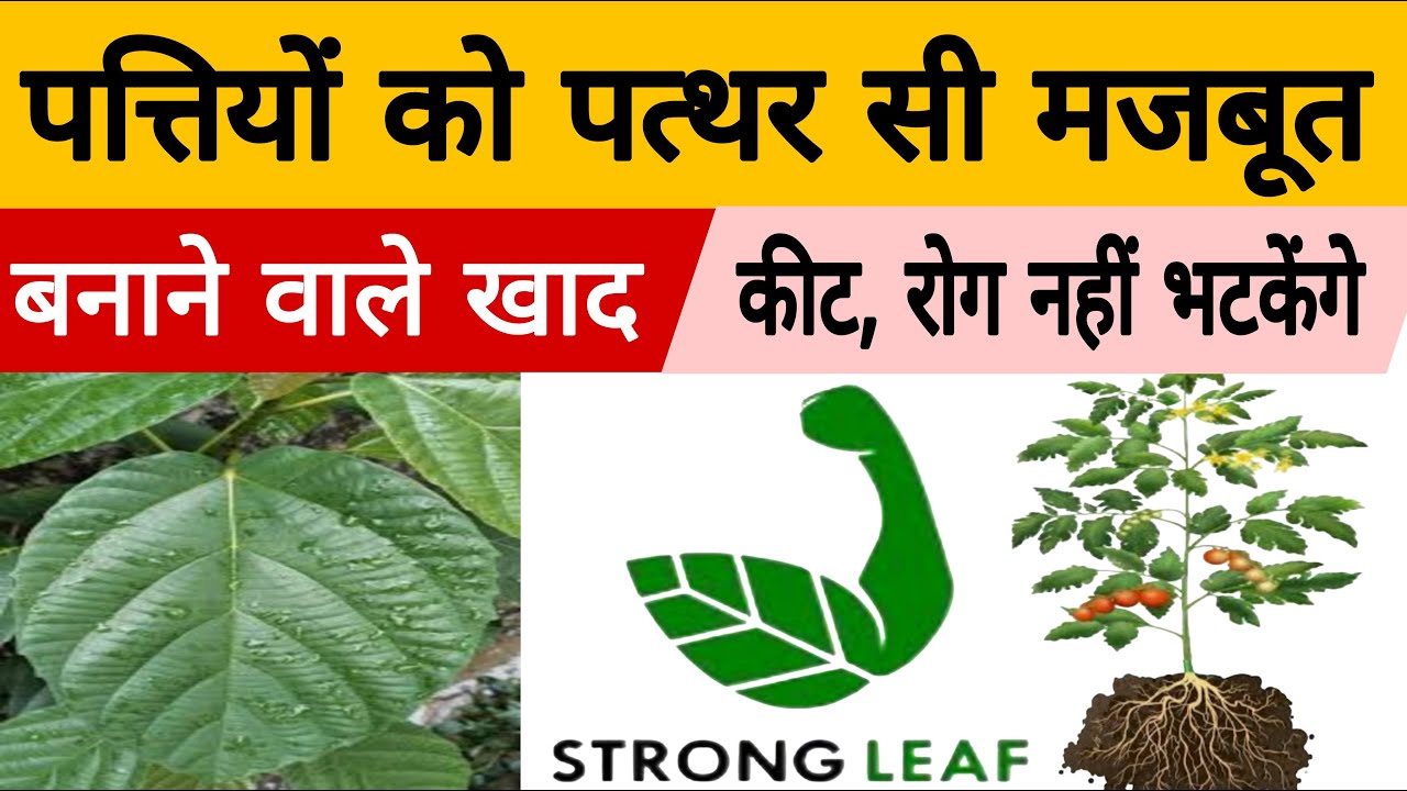 फसल की पत्तियों को बना दे पत्थर सी मजबूत | फिर नहीं आएंगे फसलों में कीट व रोग |