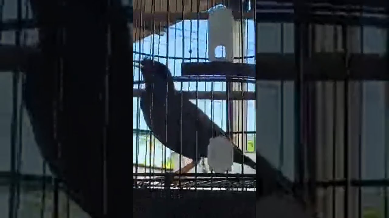 jalak kebo gacoran
