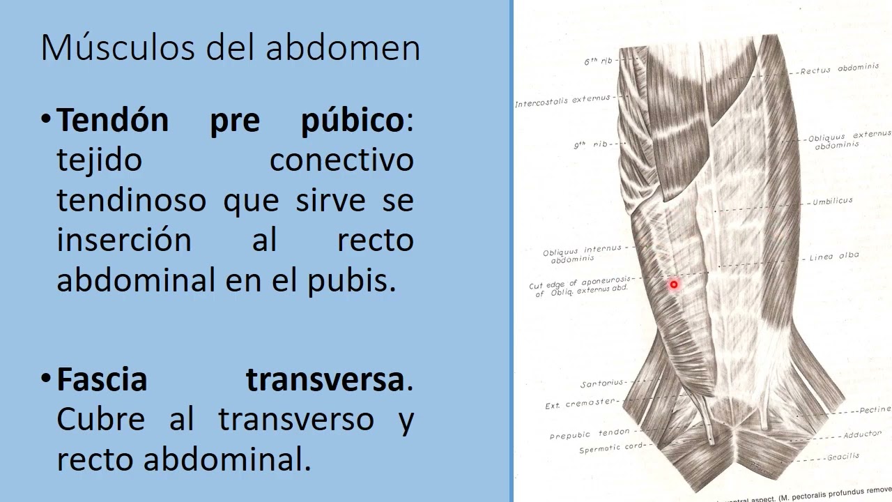 Miología de Equino y Canino Parte 4: Músculos del Abdomen
