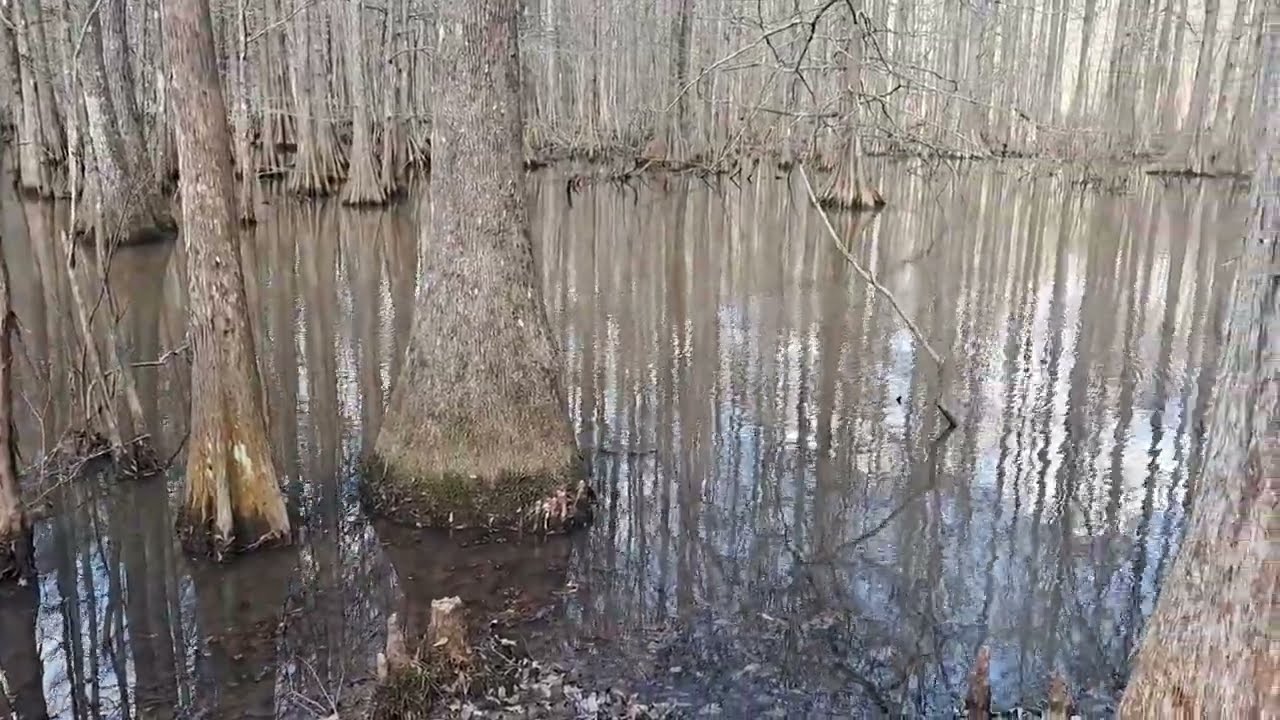 Hiking Around the Louisiana State Arboretum at Chicot State Park in Central Louisiana