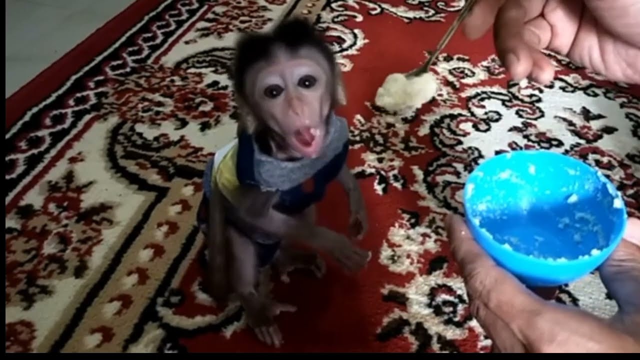 Monkey Baby Porridge Lunch - Lovely Animals
