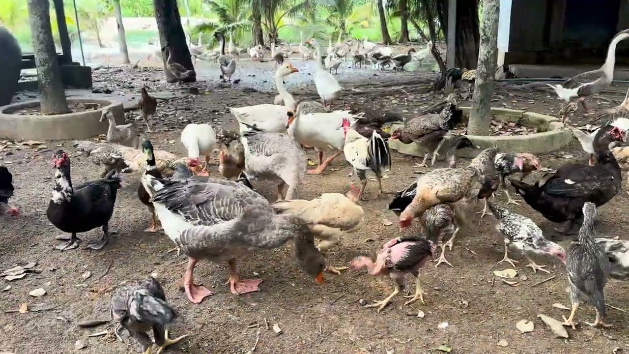 Daily Feeding Routine for Ducks, Chickens & Geese 🐔🦆 | Farm Tips & Experience Sharing