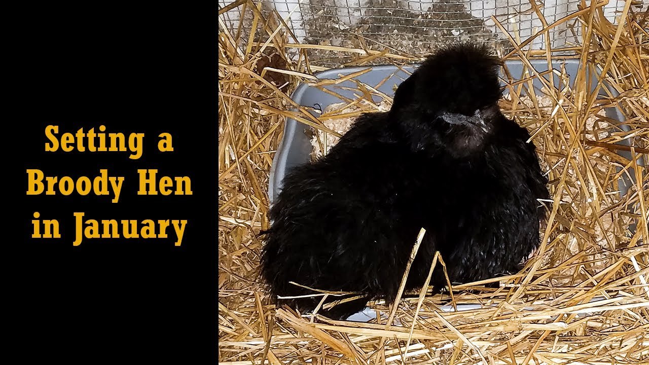 Why Set a Broody Hen in January?