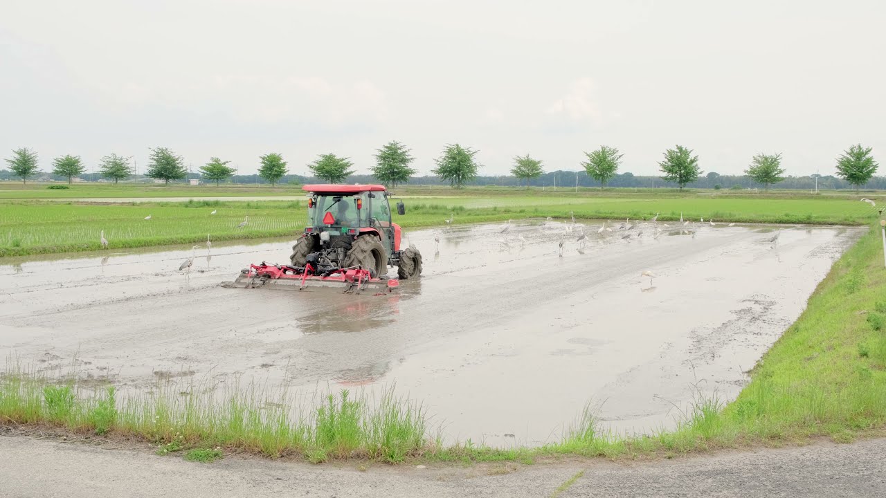 ダイサギ、チュウサギ、コサギ、田植え機