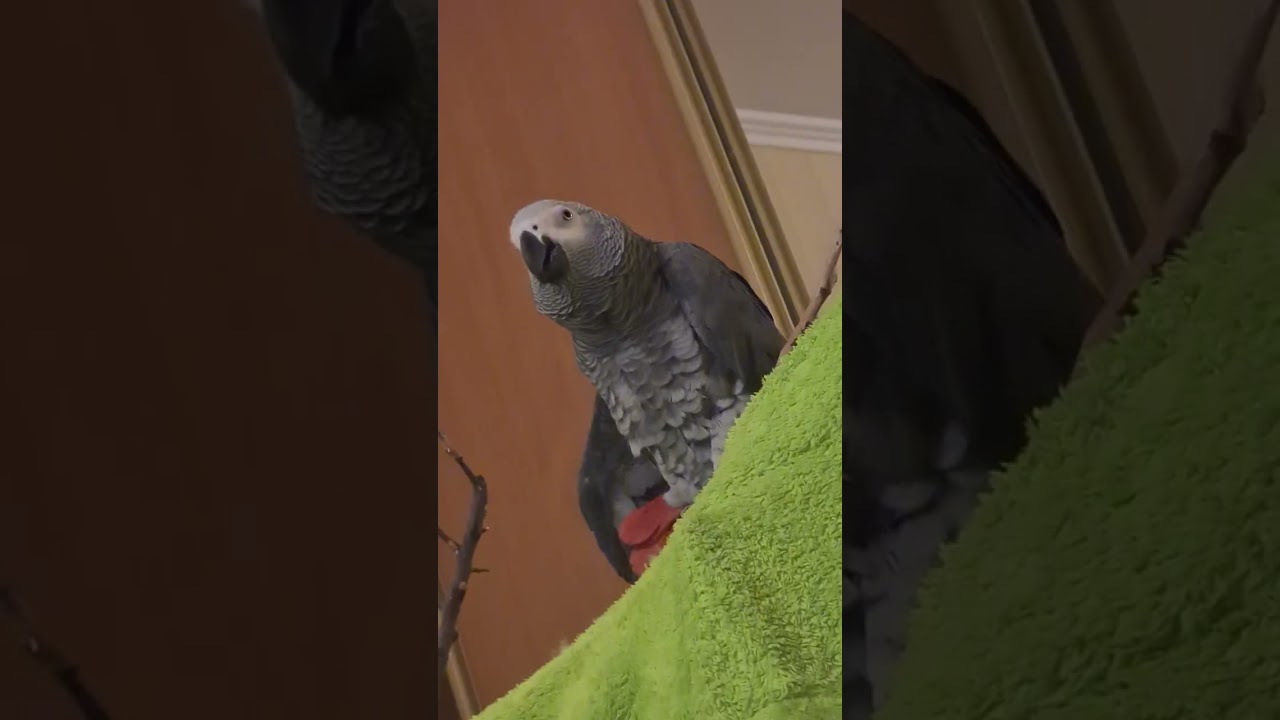 Жако Кузенька и Герочка. Наша болтовня с Кузей.