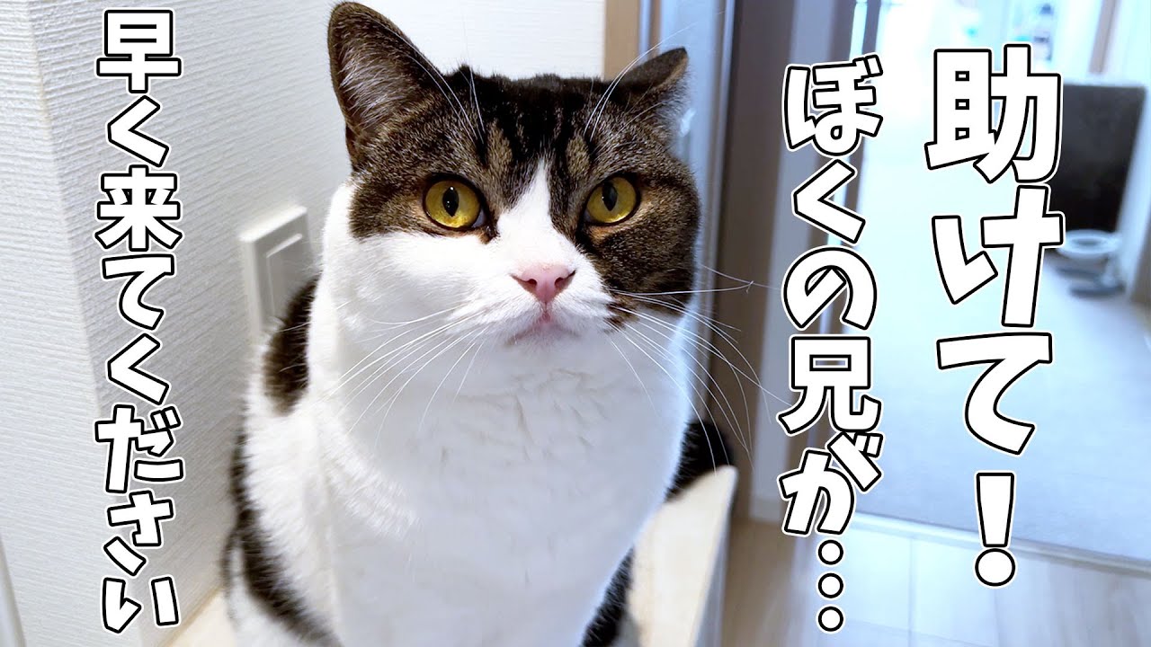 猫が必死に訴えてくるので後ろをついて行ってみたら兄猫が大変なことに…汗