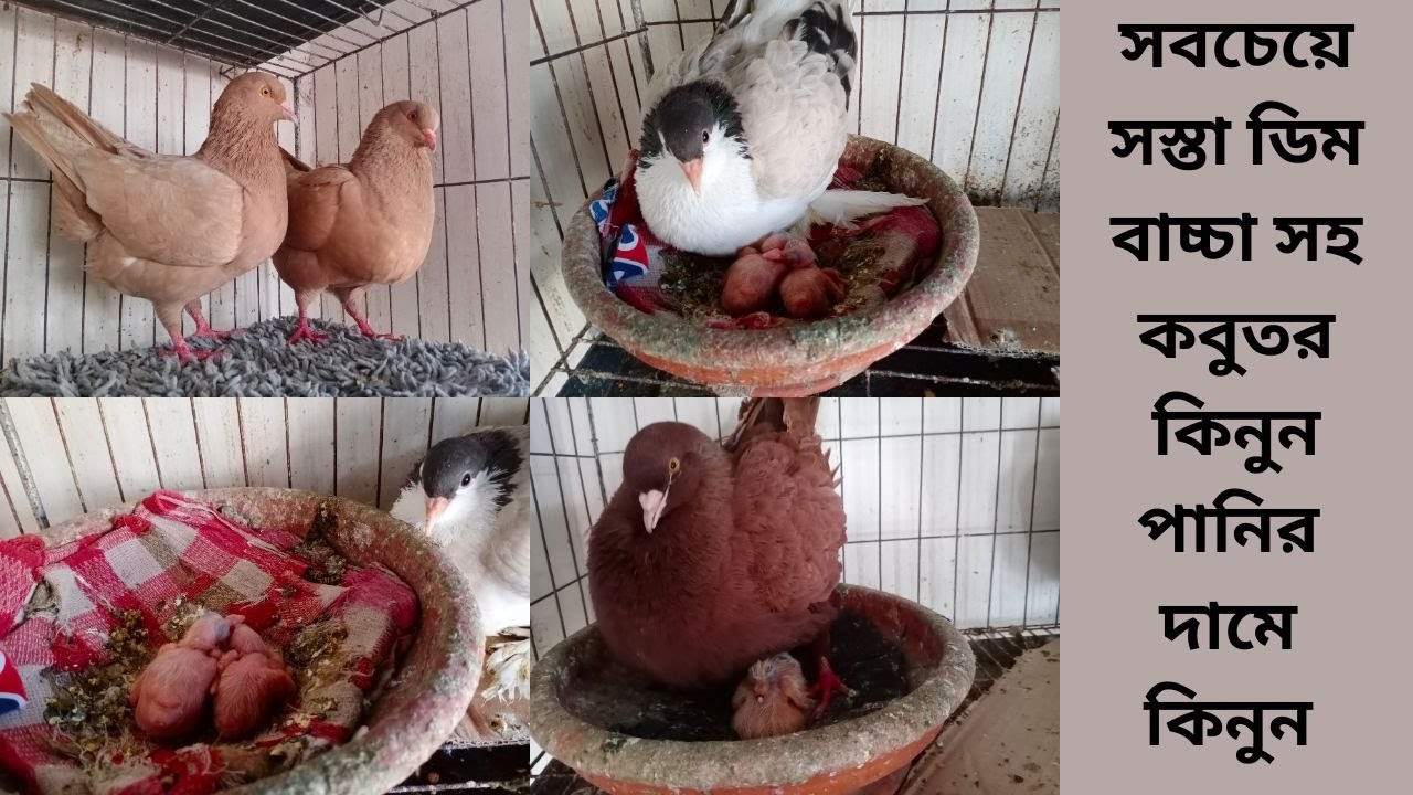 সবচেয়ে সস্তা ডিম বাচ্চা সহ কবুতর কিনুন || পানির দামে কবুতর কিনুন || ২০২৪ এর সেরা কবুতরের ডিল