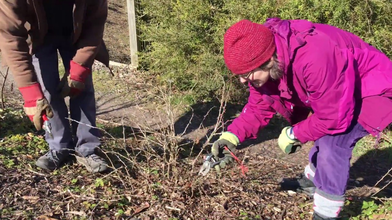 Fruit bush pruning - part 2 gooseberries