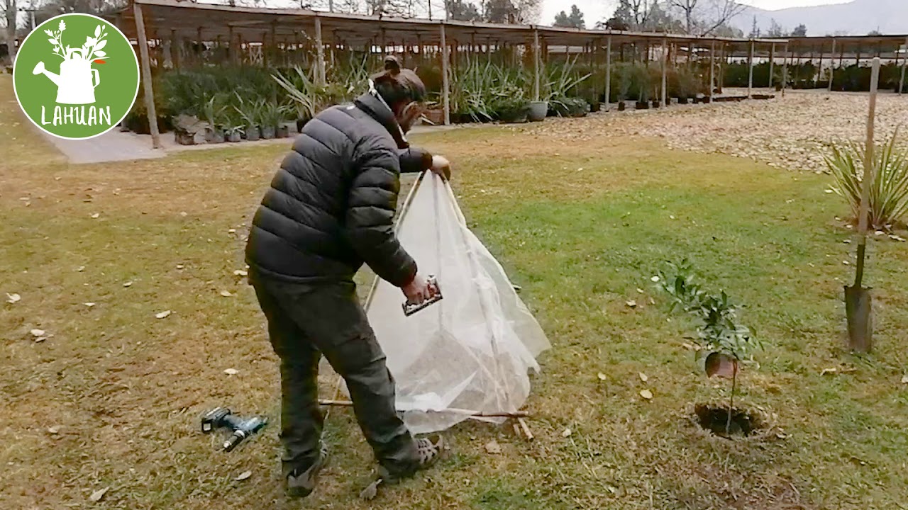 Como PROTEGER nuestras plantas de las HELADAS❄️❄️