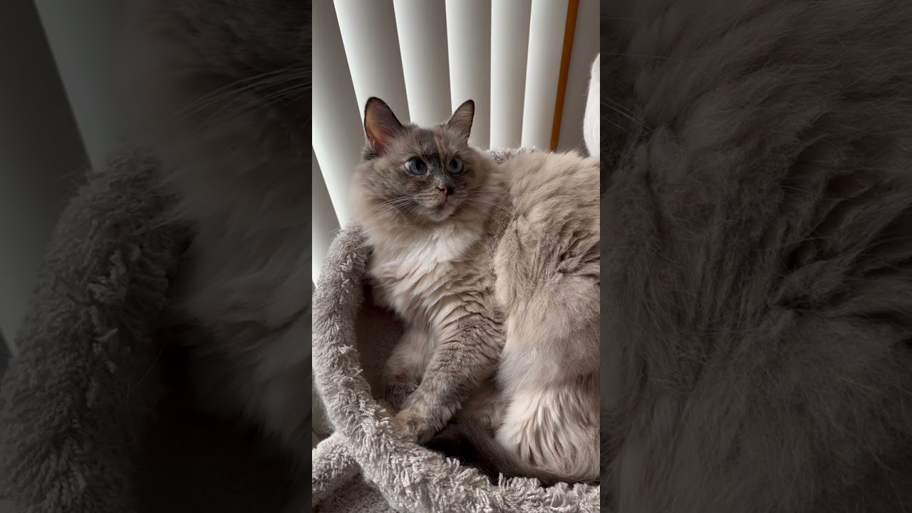 Luna shows camera her best side 