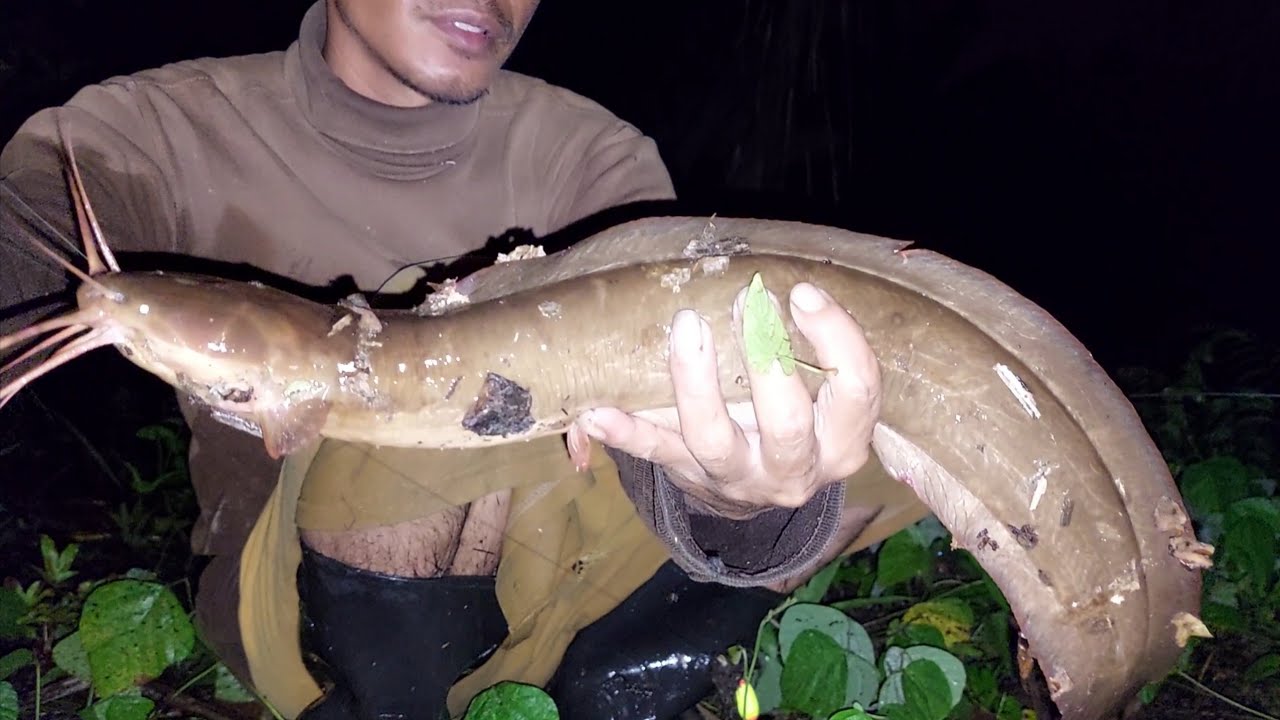 Lembatnya sebesar ini...!!!Rekor mancing ikan lembat terbesar