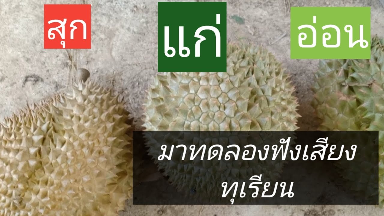 ฝึกทดลองฟังเสียงทุเรียน สุก-แก่-อ่อน
