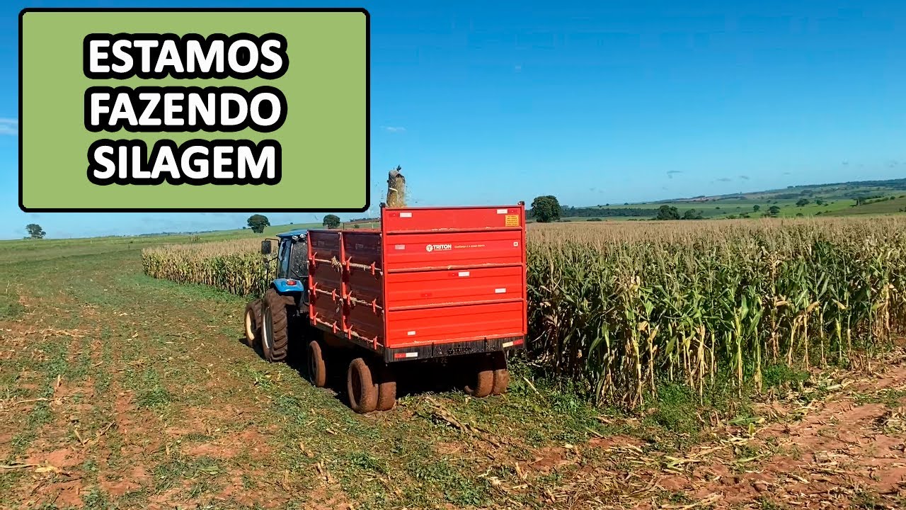 ESTAMOS CORTANDO O MILHO PARA SILAGEM #gadodecorte  #confinamento  #agropecuaria
