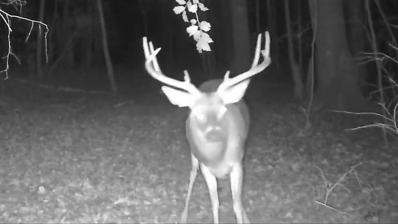 Trail Camera Video of Alabama Whitetail Bucks 2025-2026 Seer Season