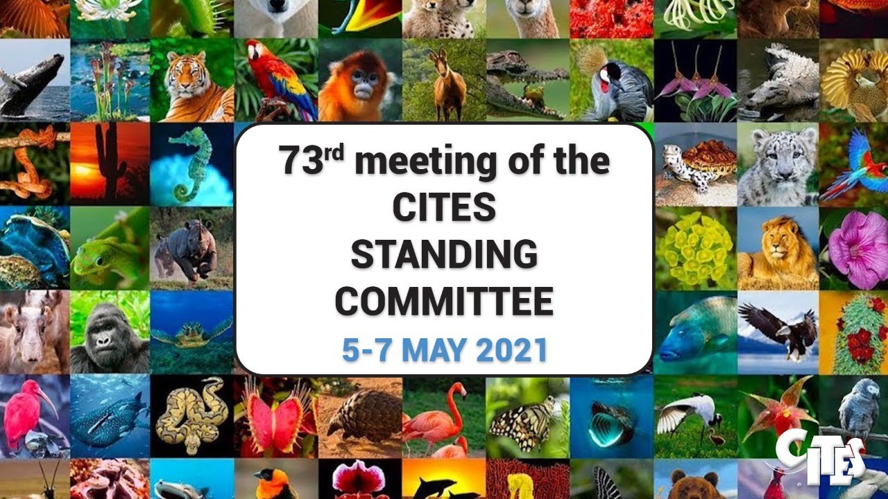 73rd Meeting of the CITES Standing Committee: Session 2 (May 6)