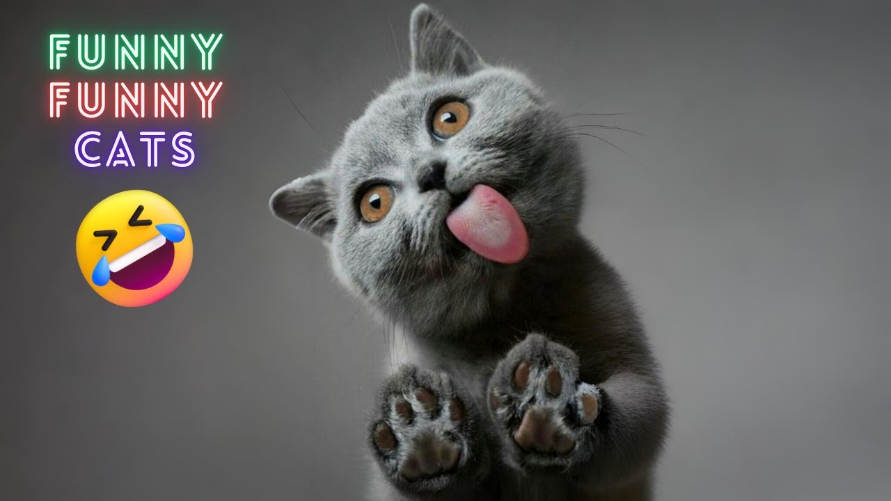 Funny Cat Reactions 😹 | Best Funny Cat Videos for Laughs 2025