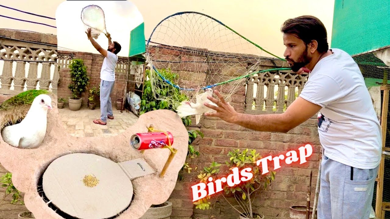 Ajj Pigeon Ko Trap Kia 😱How To Make Bird Trap