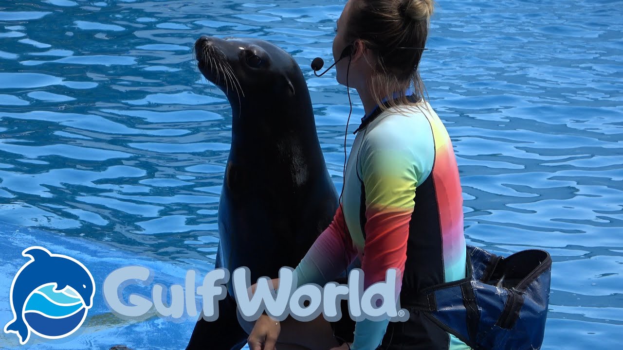 Sea Lion Show at Gulf World in Panama City Beach