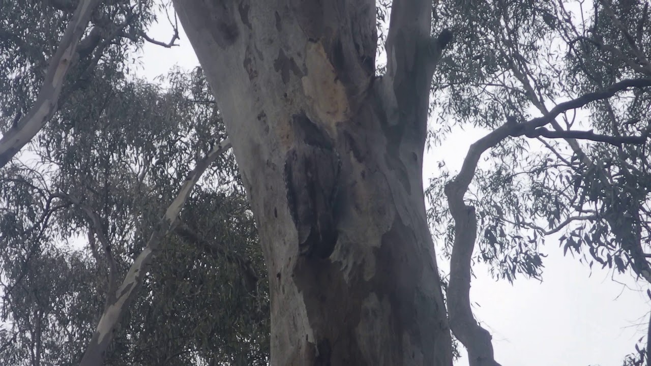 Tawny Frogmouth  / Eulenschwalm (Podargus strigoides)