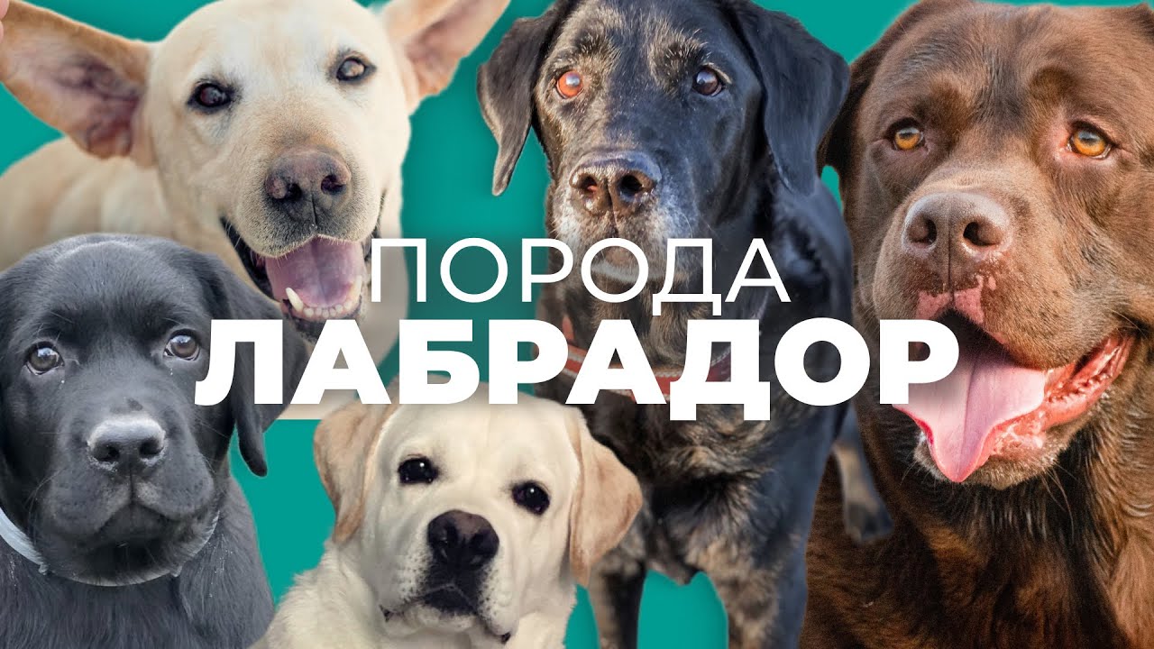 Лабрадор ретривер 🐾 Плюсы и минусы, стоит ли заводить