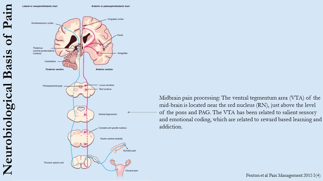 Module 1.1 - The Science of Pain