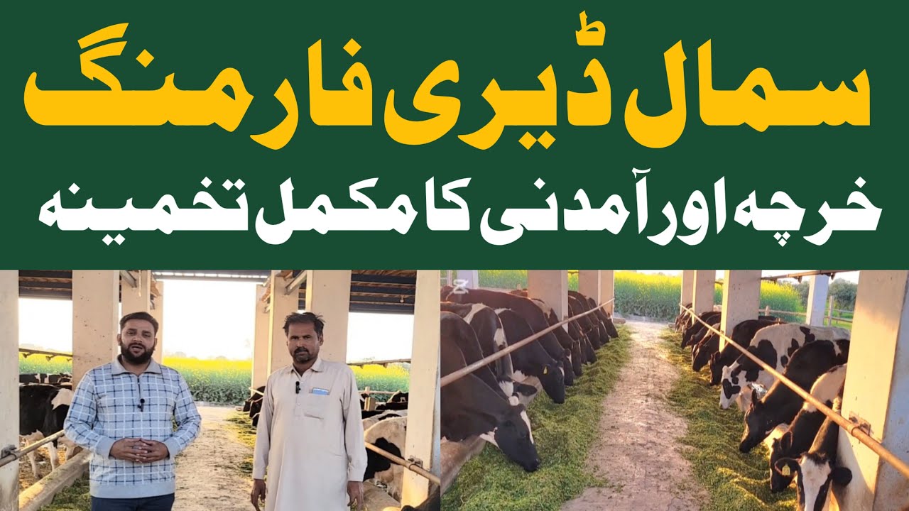 Dairy Farming Business|Cow Milking Machine|Dairy Farming in Punjab