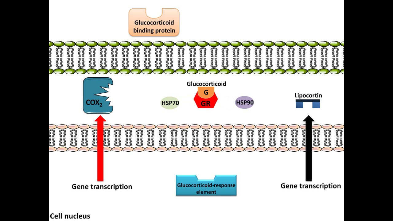 Glucocorticoids - Anti-Inflammation, Mechanism of Action
