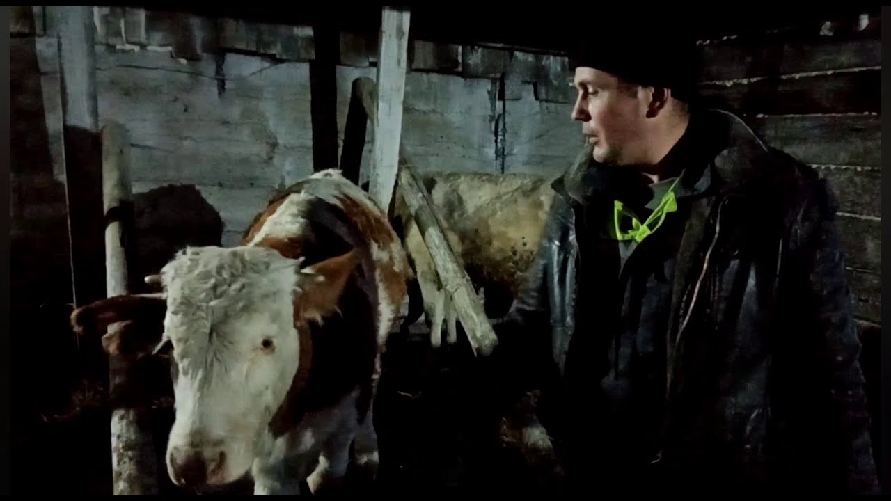 #Побелка стен известью. #Сарай#коровник. почти готов к заселению!