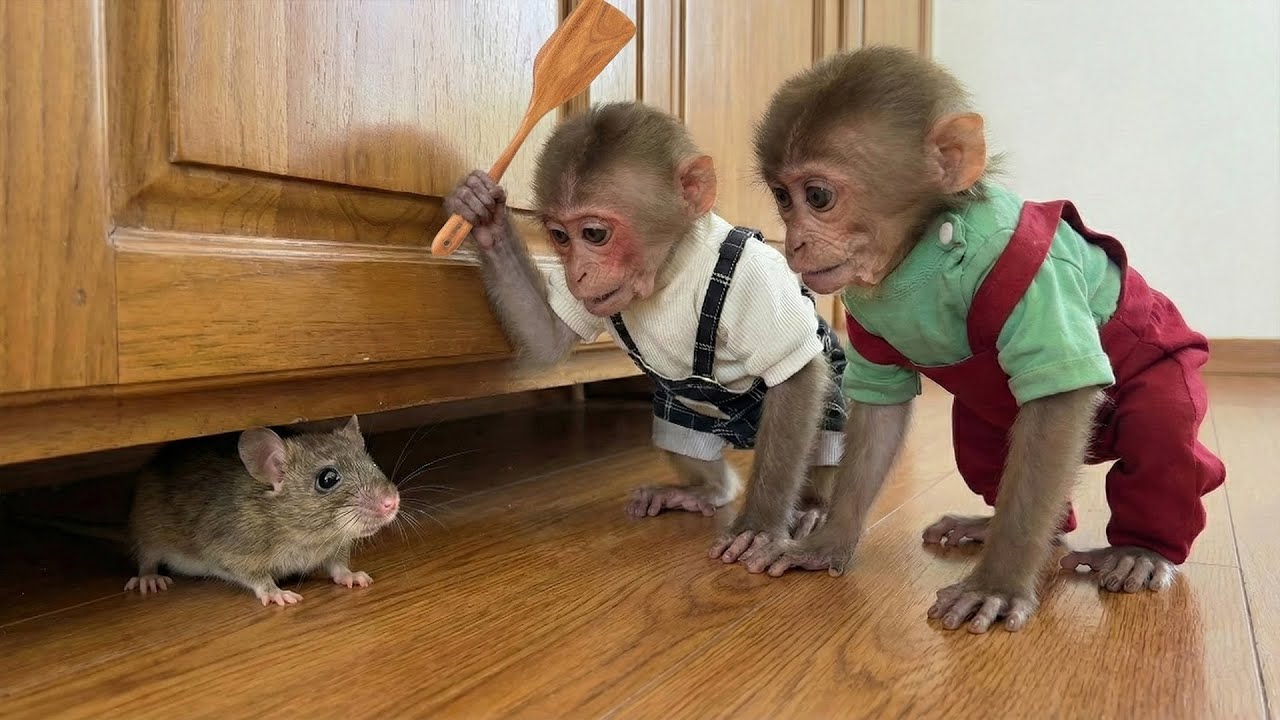 Moon and Bon Are Shocked to See a Mouse in the Closet