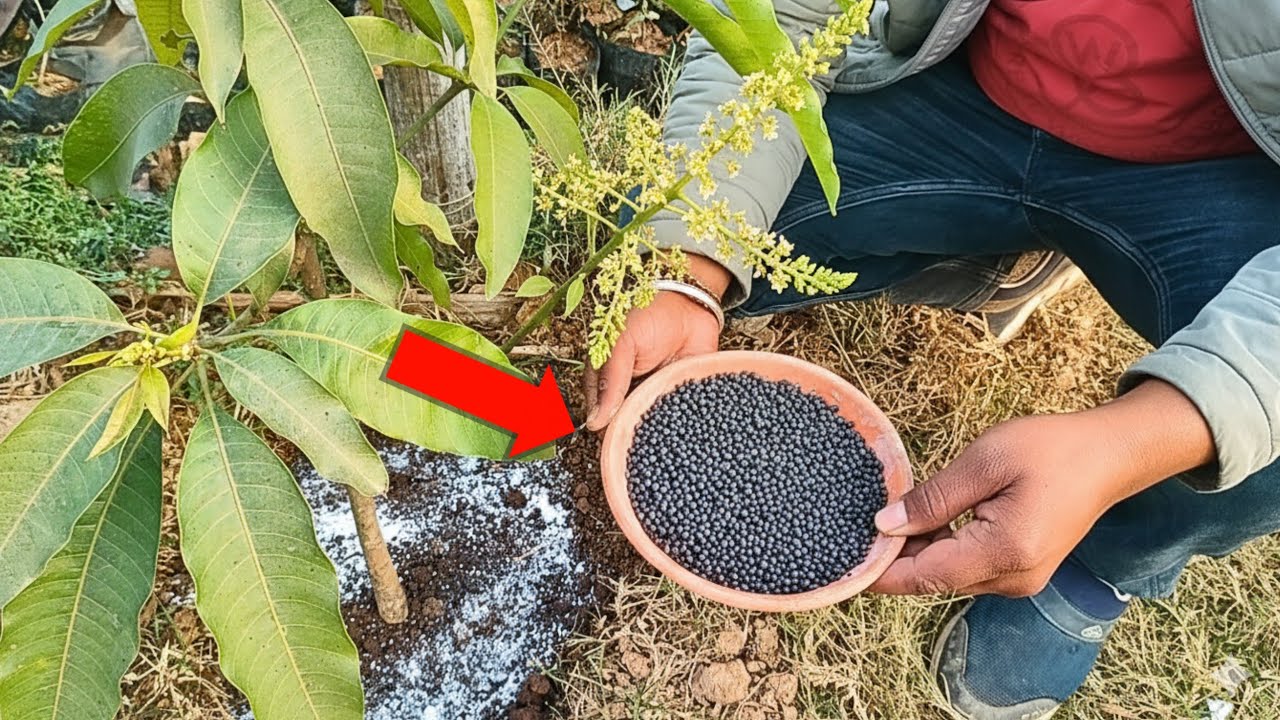 जनवरी और फ़रवरी में डाले ये सीक्रेट खाद मीठे मीठे आमो से भर जायेगा पौधा #garden #gardening