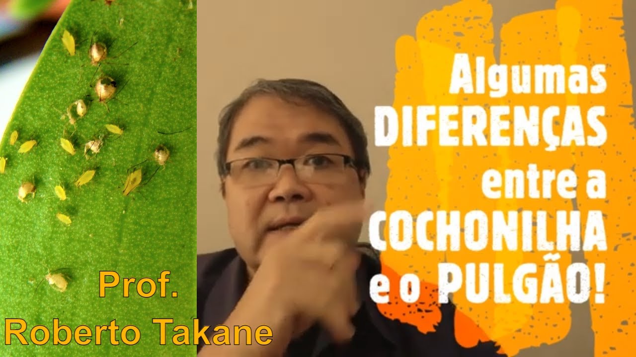 Algumas DIFERENÇAS entre a COCHONILHA e o  PULGÃO!