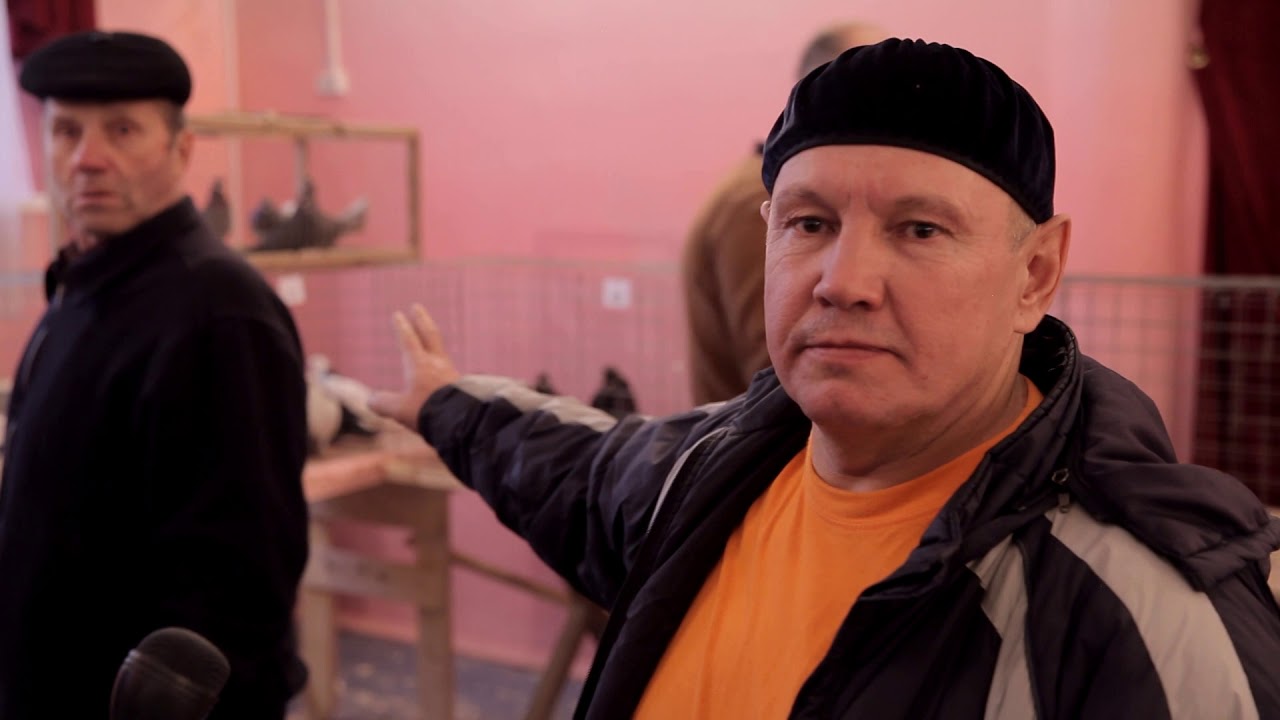 ВЫСТАВКА ВЫСОКОЛЕТНЫХ ГОЛУБЕЙ В АЛЕКСАНДРОВЕ