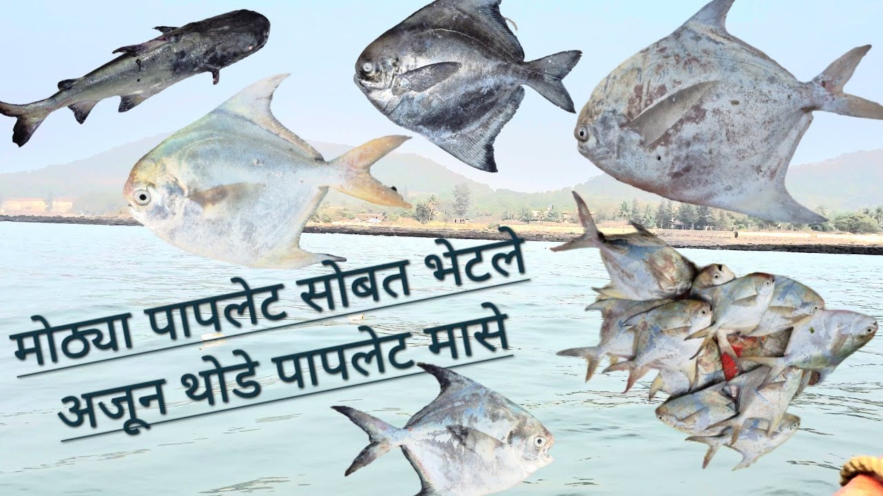 आज भेटले मोठे मोठे पापलेट आणि शिंगाला आणि कलेट  मासा
