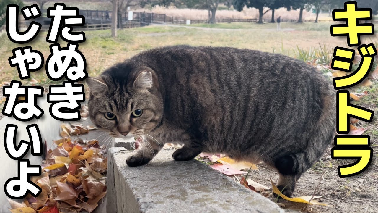 早朝のぽっちゃりキジトラ猫ちゃんはたぬきっぽい😸（野良猫•地域猫）🐈