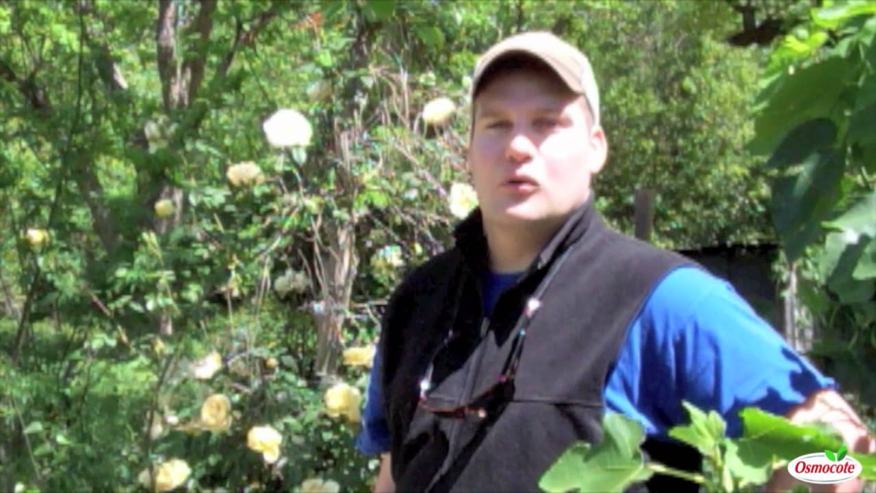 Care Tips For Antique Roses