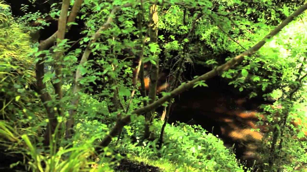 Alasdair Taylor, the Wild Chef:  Edible Plants from Scottish Woodlands Part 2 of 3