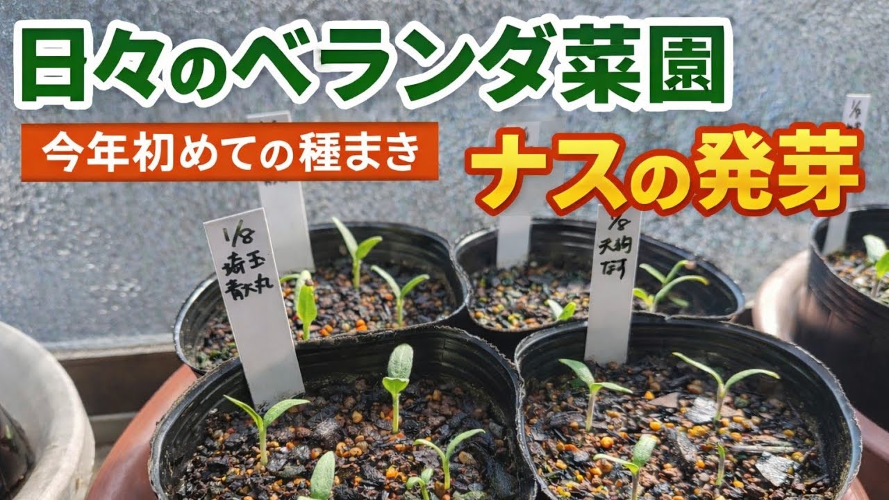 【ベランダ菜園のある暮らし】小さな畑と共にある日々｜ナスが発芽しました♪2026年初めての種まき＾＾