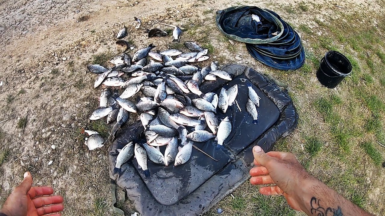 PESCUIT LA CARAS CU RAMA SI VIERMUSI AM RUPT NORMA 13.5 KG