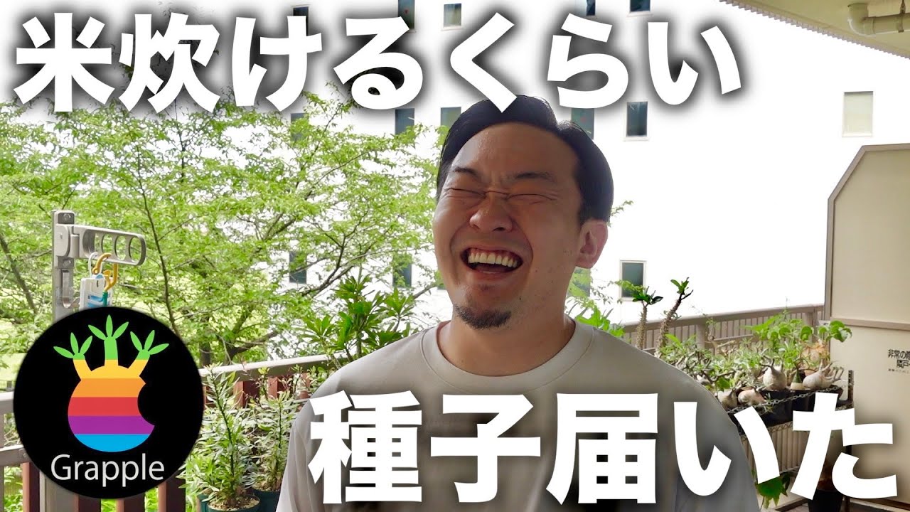 【自己流実生】グラキリスの種蒔き方法を解説します｜gracilius｜seeding