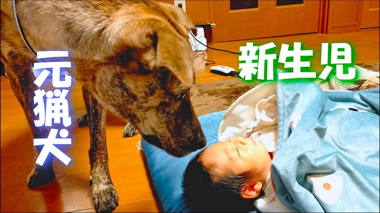 赤ちゃんを大切にしてくれる元猟犬