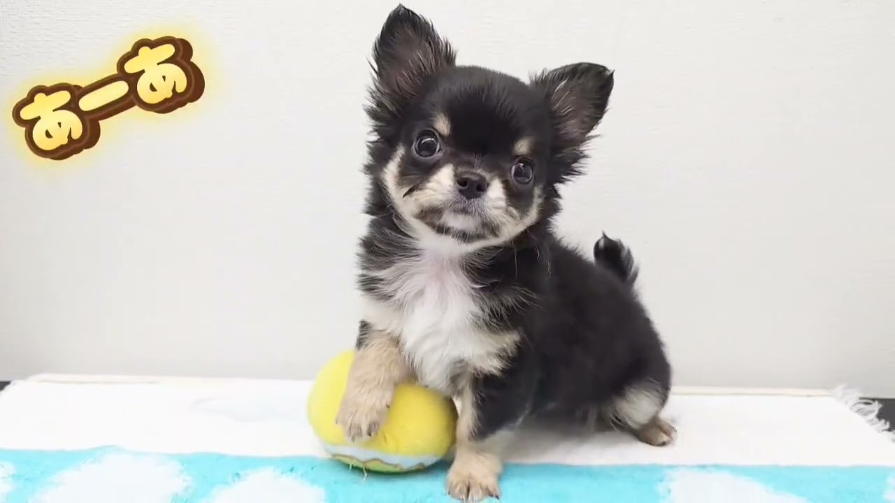 チワワちゃんご紹介します♪