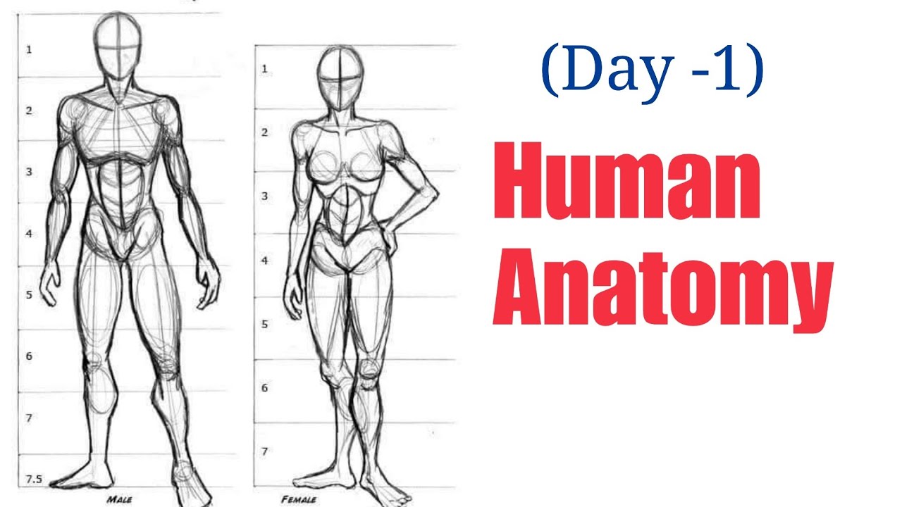 How to Draw Basic Human Figure (DAY 1) Step by Step