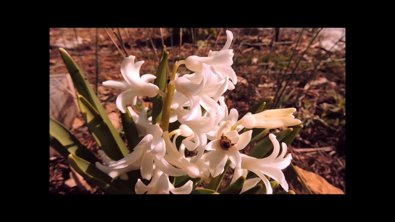 Honeybee behavior on hyacinth