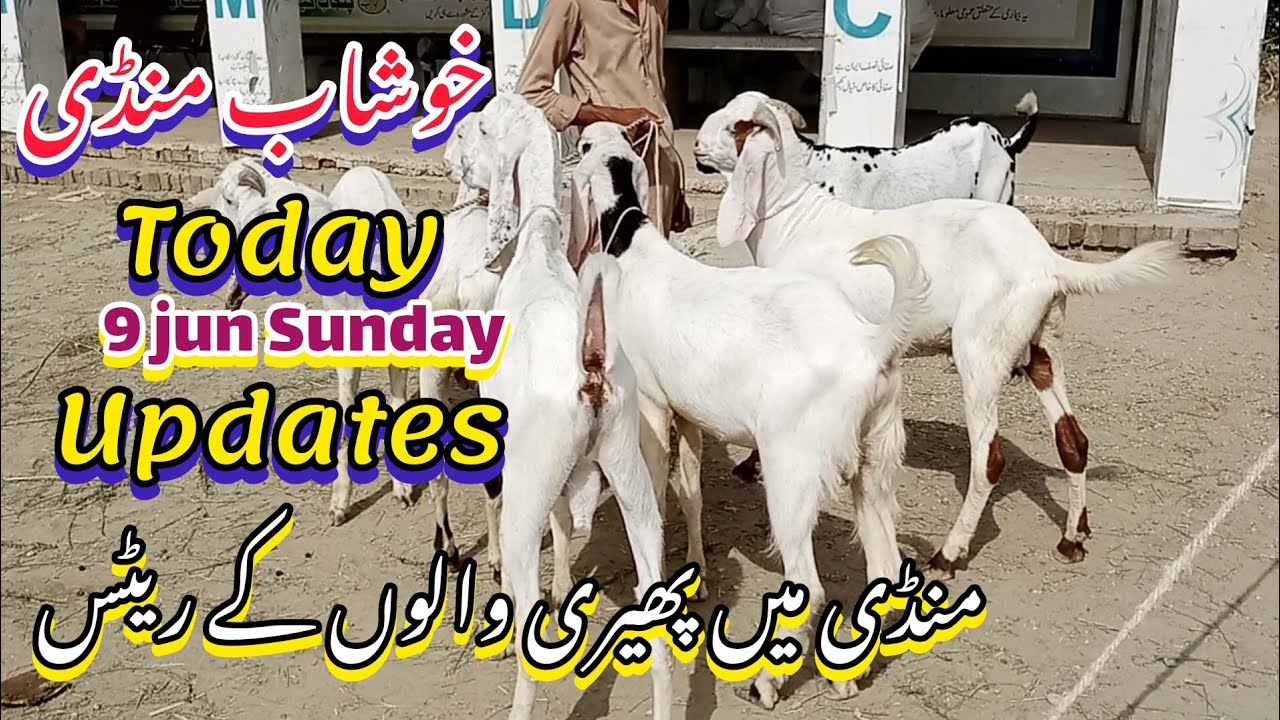 Khushab Mandi Latest Video June 9, 2024 || Bakre saste yahan se milein ge || Desi donde khassi bakre