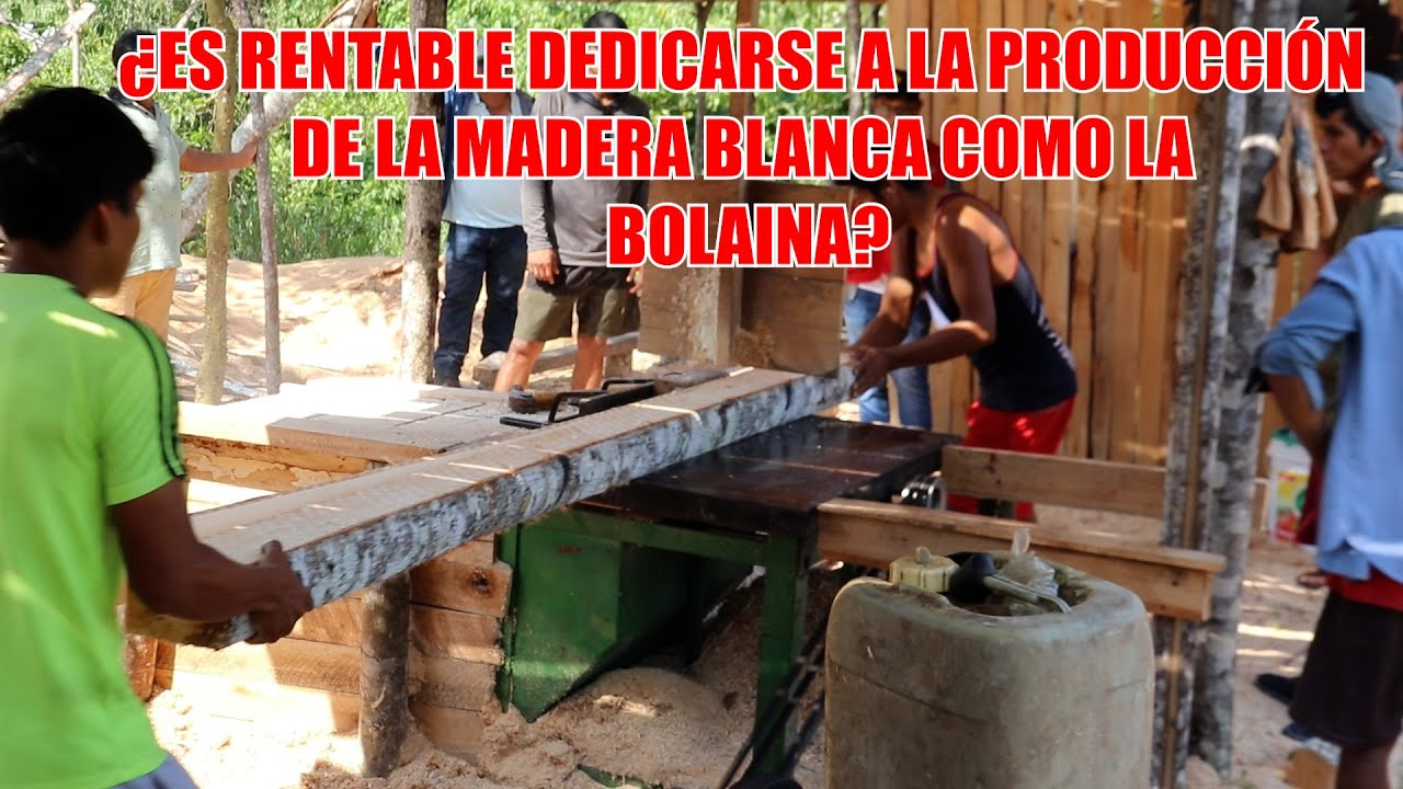¿DE QUÉ FORMA PODEMOS SACARLE EL MAYOR PROVECHO AL PROCESO DE TRANSFORMACIÓN DE LA BOLAINA ?
