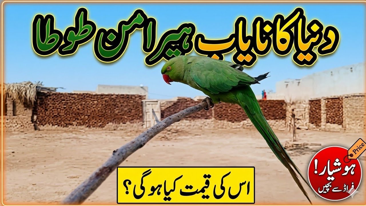 World’s Most Expensive Parrot 🦜 اس طوطے کی قیمت کتنی ہے؟