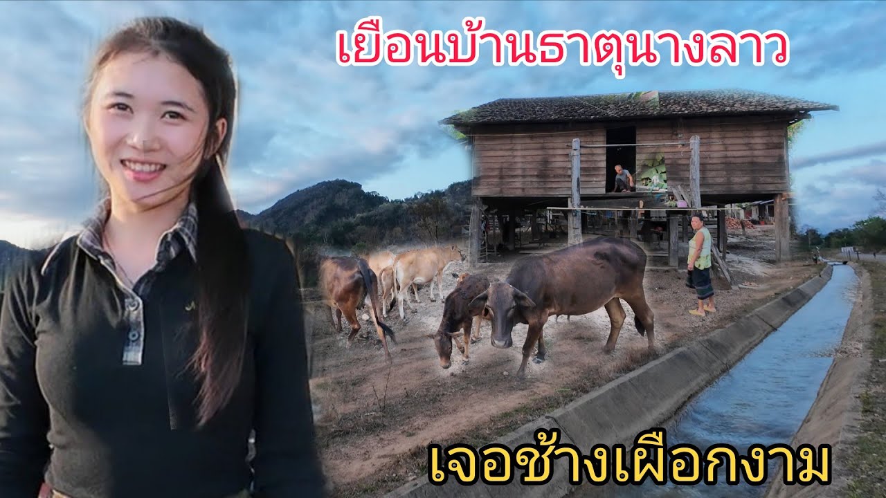 เยือนหมู่บ้านธาตุนางลาวเจอช้างเผือกงามสาวภูไท